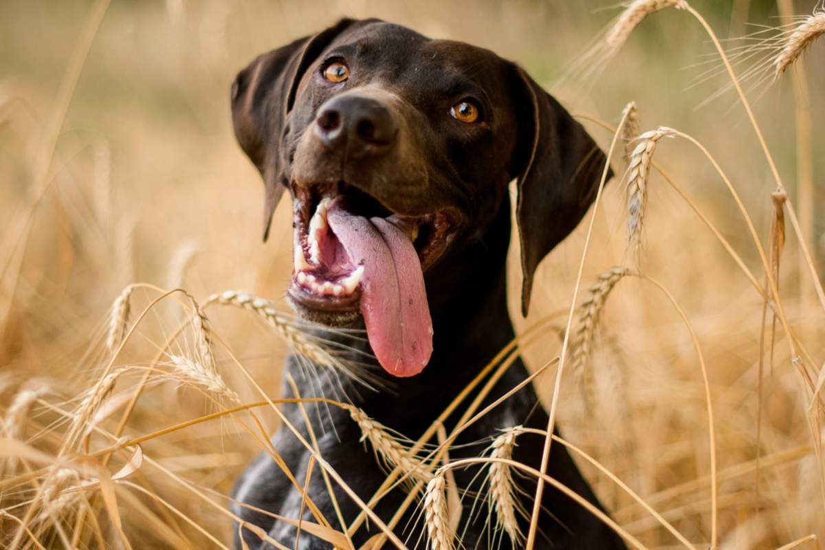 Quand les épillets se détachent, ils forment une pointe qui va s’accrocher aux poils de votre animal de compagnie.