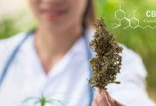 Le gouvernement annonce la prochaine autorisation de récolte des fleurs de CBD, la filière agricole est en ébullition !