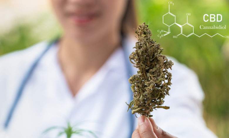 Le gouvernement annonce la prochaine autorisation de récolte des fleurs de CBD, la filière agricole est en ébullition !