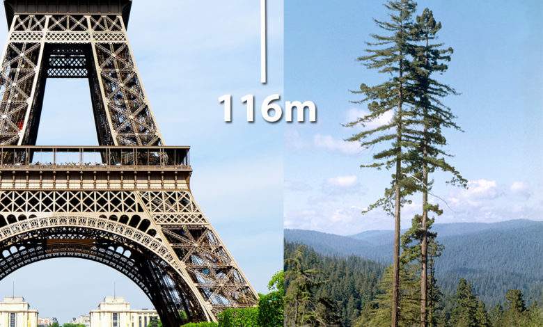 Ce que vous devez savoir sur Hyperion, le plus grand arbre au monde.