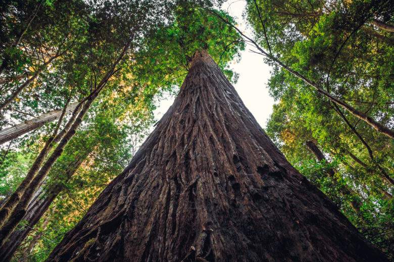 Ce que vous devez savoir sur Hyperion, le plus grand arbre au monde.