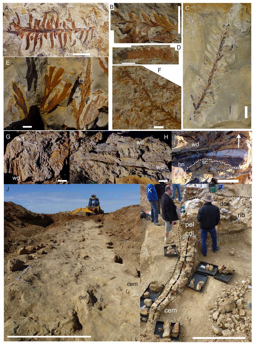 Découverte incroyable en Australie du fossile de la deuxième plus