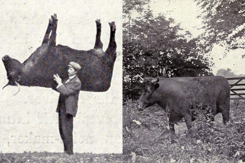 Un faux bœuf pour se camoufler à l'intérieur. Crédits photo: Photographie du National Media Museum et sous licence CC BY 2.0