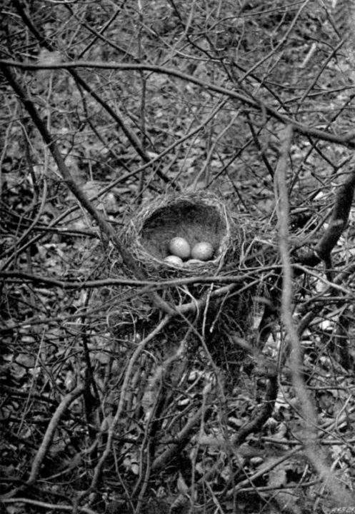 La première photo au monde d'un nid d'oiseau avec des œufs prise en 1892. Photo par Cherry Kearton. Crédits photo: Photographie du National Media Museum et sous licence CC BY 2.0