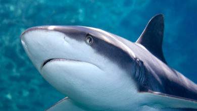 Si les requins nagent tout le temps, comment font-ils pour dormir ?