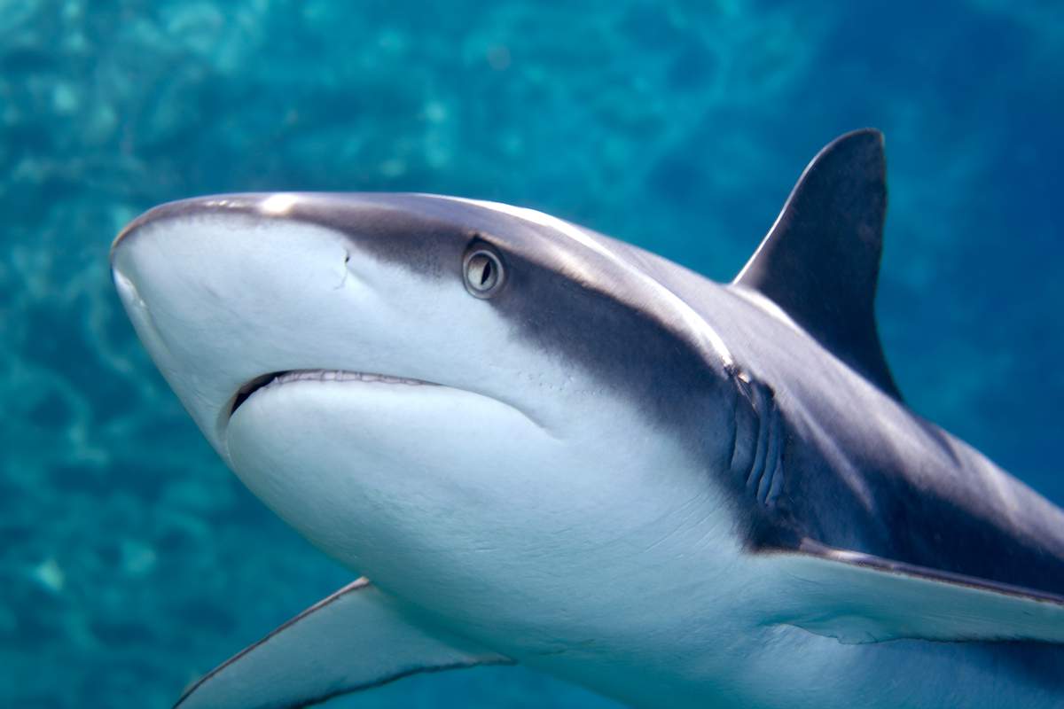 Si les requins nagent tout le temps, comment font-ils pour dormir ?