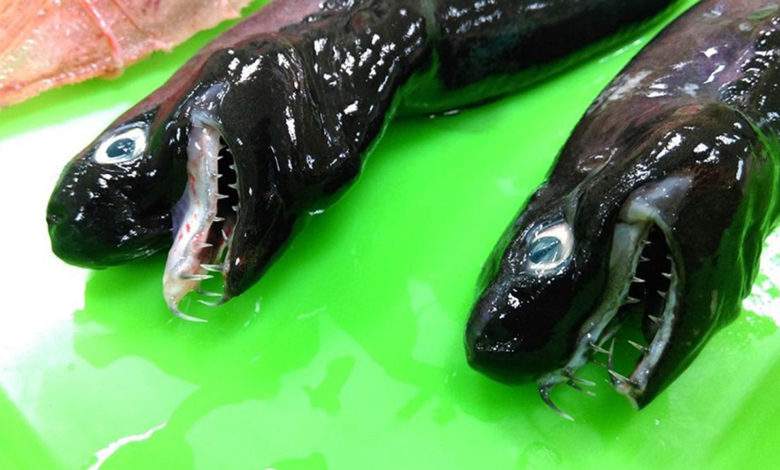 Le requin-vipère, un poisson "extraterrestre" aux dents acérées pêché au large de Taïwan