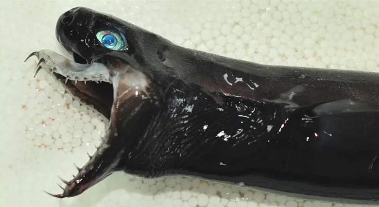 Le requin-vipère, un poisson "extraterrestre" aux dents acérées pêché au large de Taïwan