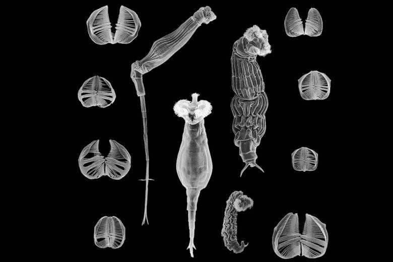 Congelé pendant 24 000 ans en Sibérie, un animal microscopique revient à la vie
