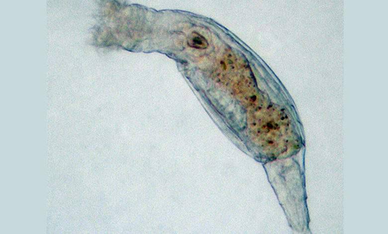 Congelé pendant 24 000 ans en Sibérie, un animal microscopique revient à la vie