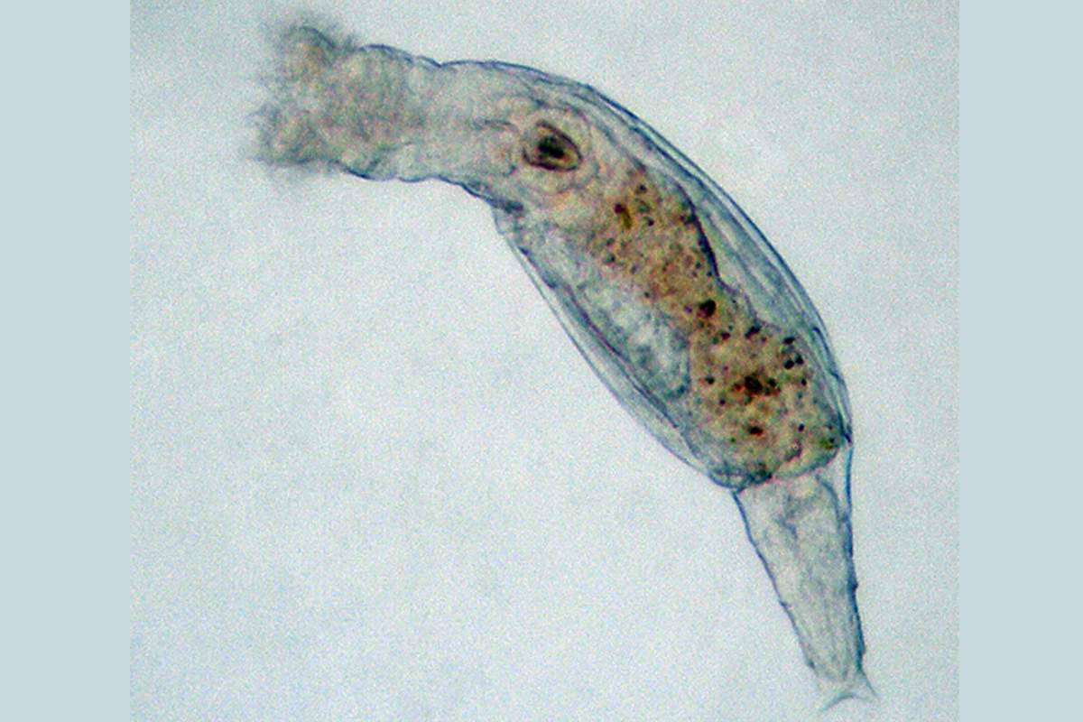 Congelé pendant 24 000 ans en Sibérie, un animal microscopique revient à la vie