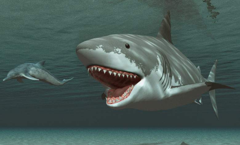 Mégalodon : le requin préhistorique était sans doute bien plus grand qu'on ne l'imaginait !