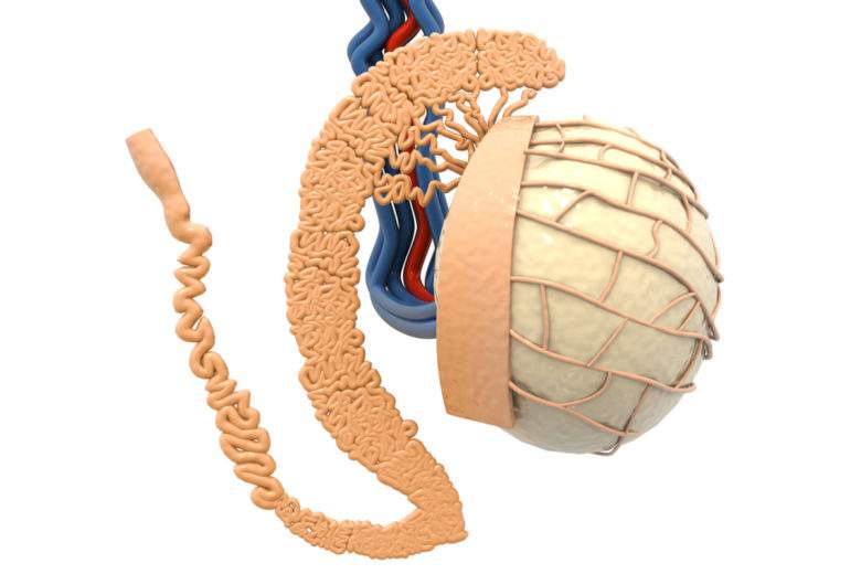 Etonnant ! Les testicules et le cerveau auraient de nombreuses similarités...