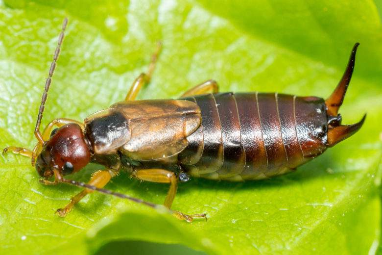 Six insectes vitaux à faire revenir dans nos jardins potagers