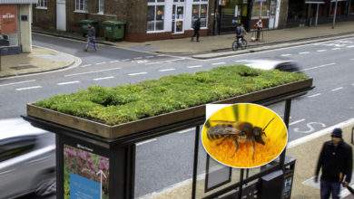 La ville de Leicester végétalise les toits de ses abribus pour faire revenir les abeilles en centre-ville 
