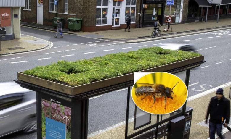 La ville de Leicester végétalise les toits de ses abribus pour faire revenir les abeilles en centre-ville 