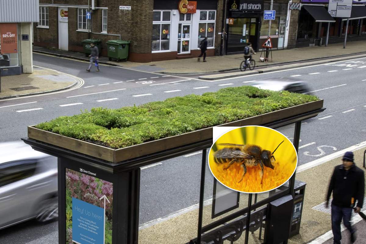 La ville de Leicester végétalise les toits de ses abribus pour faire revenir les abeilles en centre-ville 