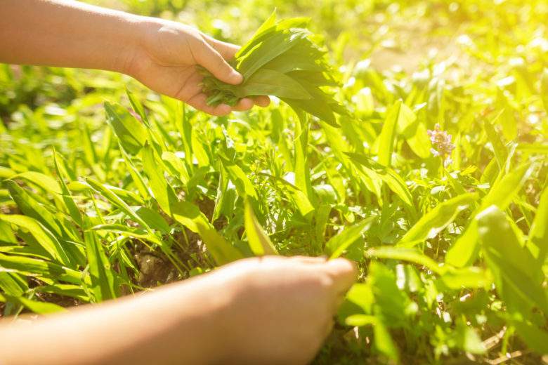 Jardin potager : ces 7 plantes perpétuelles repoussent à l'infini, sans aucun effort de votre part !