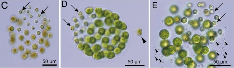 Des scientifiques japonais ont découvert une nouvelle algue... avec trois sexes distincts