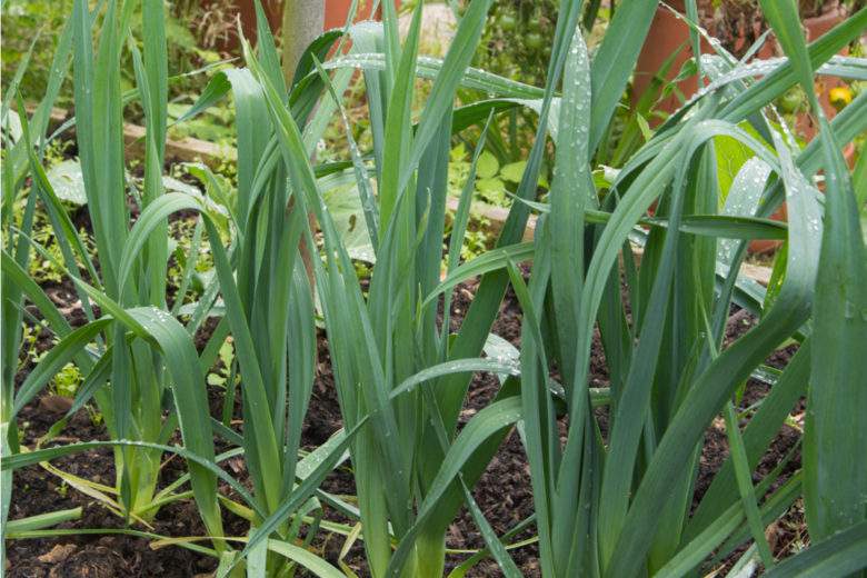 Jardin potager : ces 7 plantes perpétuelles repoussent à l'infini, sans aucun effort de votre part !