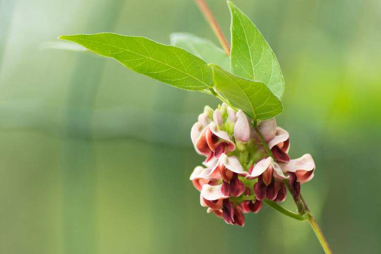 Jardin potager : ces 7 plantes perpétuelles repoussent à l'infini, sans aucun effort de votre part !