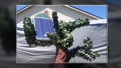 Des étudiants inventent un arbre à énergie propre et remporte 10 000 dollars pour leur innovation