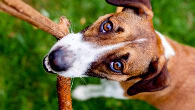 Si vous tenez à votre chien, ne lui lancez JAMAIS de bâton pour jouer !