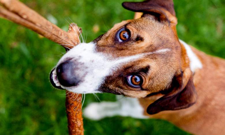 Si vous tenez à votre chien, ne lui lancez JAMAIS de bâton pour jouer !