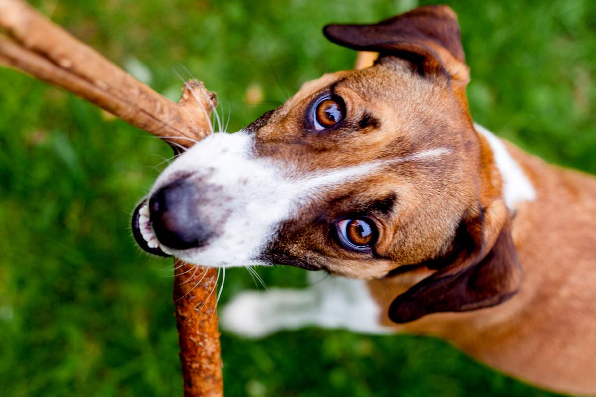 Si vous tenez à votre chien, ne lui lancez JAMAIS de bâton pour jouer !