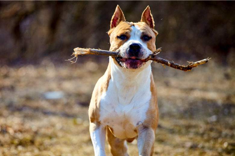 Si vous tenez à votre chien, ne lui lancez JAMAIS de bâton pour jouer !