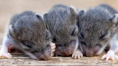 Les souris pourraient voir (ou percevoir), avant même d’avoir ouvert leurs yeux selon cette étude.
