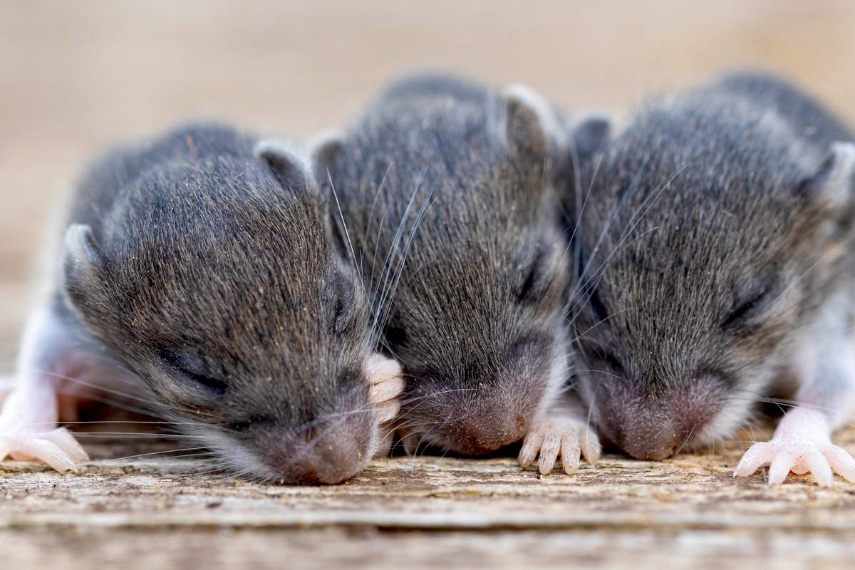 Les souris pourraient voir (ou percevoir), avant même d’avoir ouvert leurs yeux selon cette étude.
