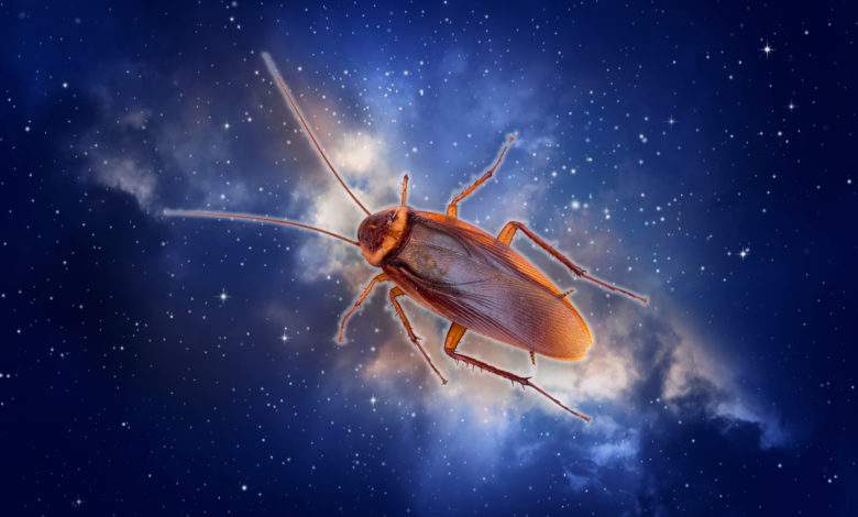 Plus rapides, plus résistants et plus forts, des bébés cafards sont nés dans l’espace