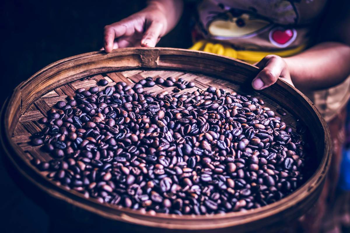 La "redécouverte" d'une espèce de café en Sierra Leone pourrait révolutionner le marché mondial