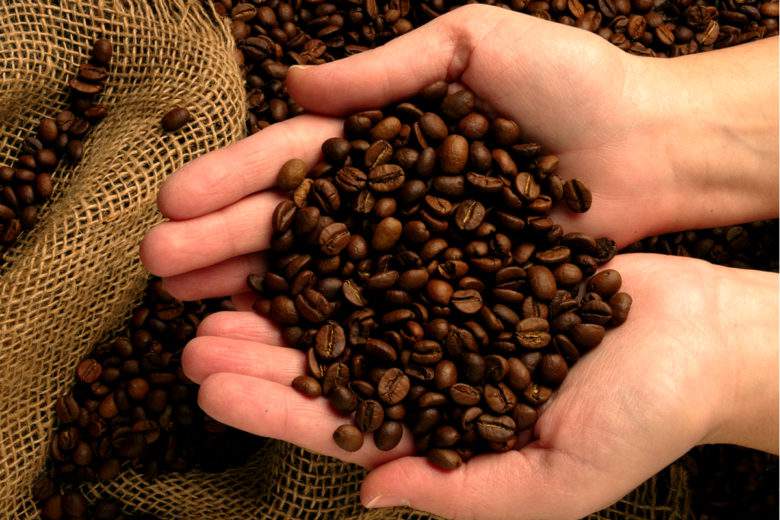 La "redécouverte" d'une espèce de café en Sierra Leone pourrait révolutionner le marché mondial
