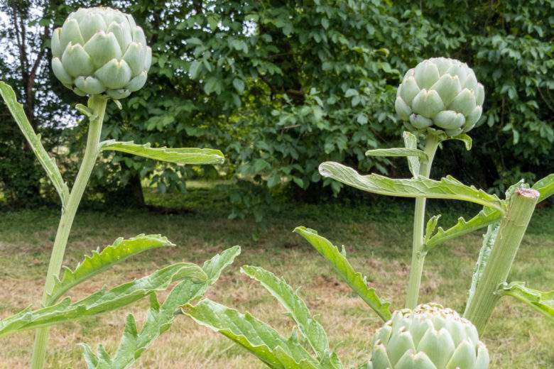Jardin potager : ces 7 plantes perpétuelles repoussent à l'infini, sans aucun effort de votre part !
