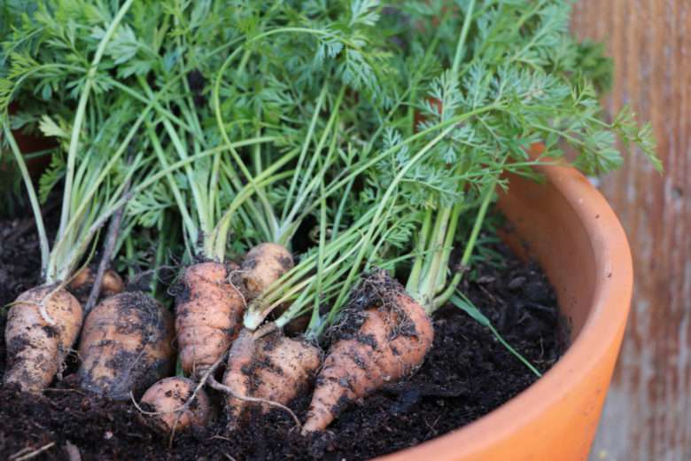 Un potager en pot ? Oui c'est possible avec ces 7 plantes qui poussent aussi bien en pots qu'au potager !