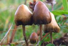 Un champignon "magique" qui soigne la dépression et régénère les connexions cérébrales