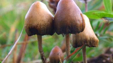 Un champignon "magique" qui soigne la dépression et régénère les connexions cérébrales