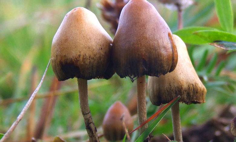 Un champignon "magique" qui soigne la dépression et régénère les connexions cérébrales