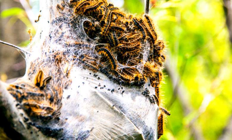 Moselle : une nouvelle technique innovante et naturelle contre les chenilles processionnaires !