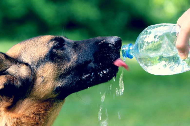 Les bons gestes à adopter pour préserver votre chien de la chaleur