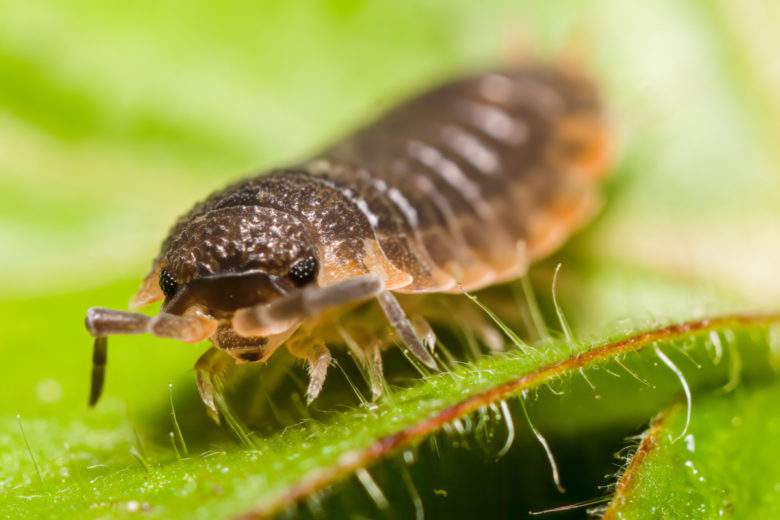 Six insectes vitaux à faire revenir dans nos jardins potagers