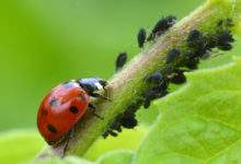 Six insectes vitaux à faire revenir dans nos jardins potagers