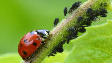 Six insectes vitaux à faire revenir dans nos jardins potagers