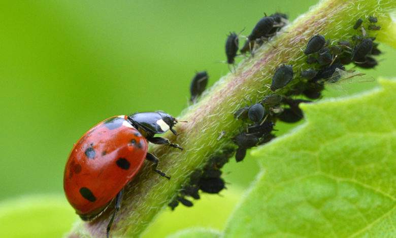 Six insectes vitaux à faire revenir dans nos jardins potagers