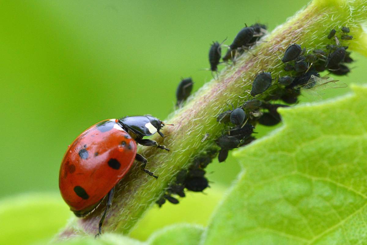 Six insectes vitaux à faire revenir dans nos jardins potagers