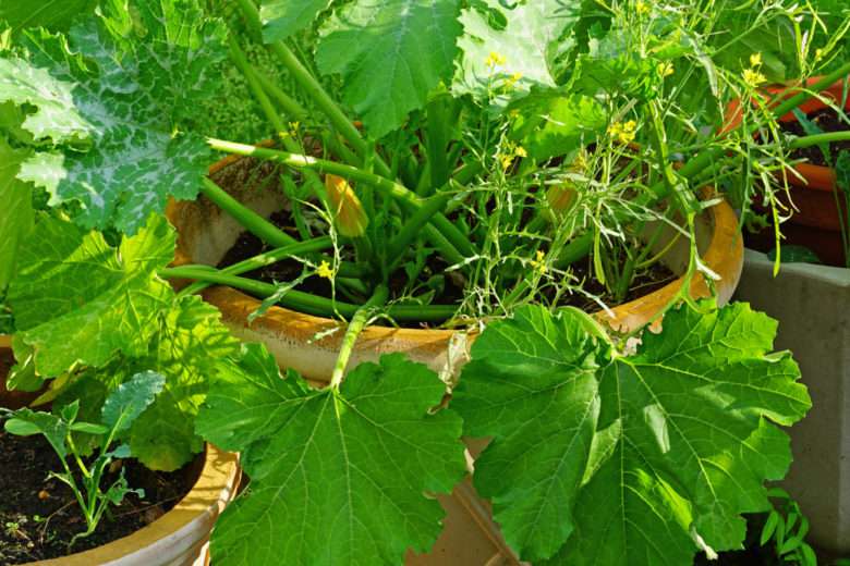 Un potager en pot ? Oui c'est possible avec ces 7 plantes qui poussent aussi bien en pots qu'au potager !