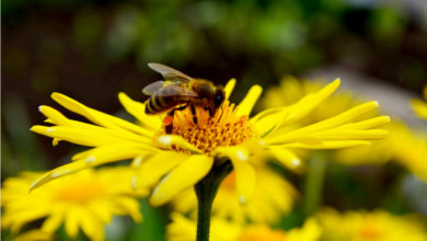 Pollinisation : les meilleures plantes mellifères pour venir en aide aux abeilles et autres insectes pollinisateurs