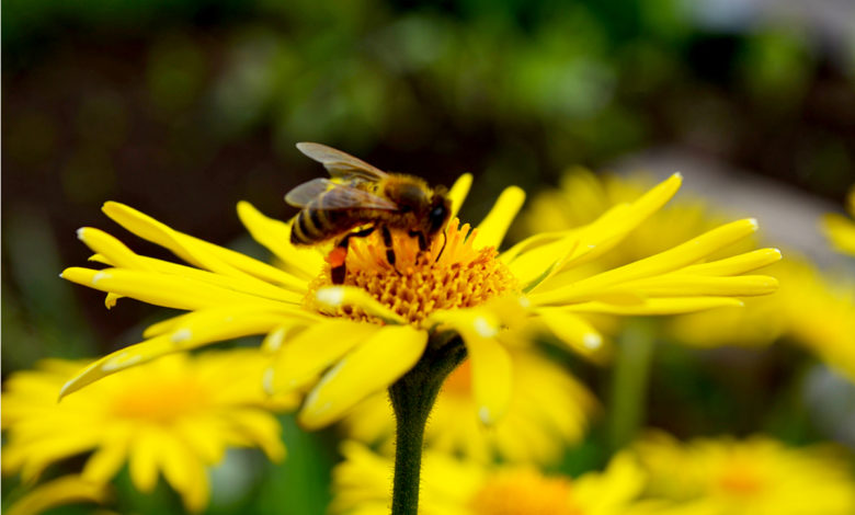Pollinisation : les meilleures plantes mellifères pour venir en aide aux abeilles et autres insectes pollinisateurs